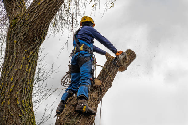 Trusted Munising, MI Tree Services Experts